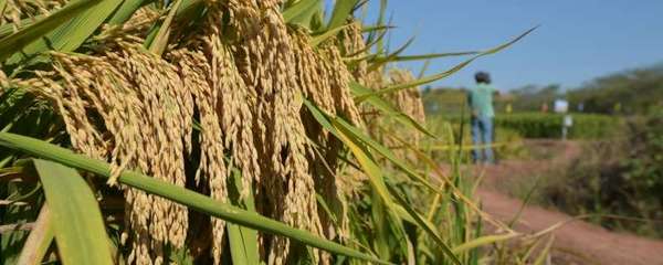 杂交水稻种植面积,可以自己留种次年种植吗
