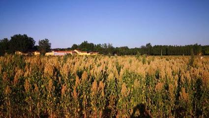 “超级谷物”藜麦在山东首次规模化试种成功