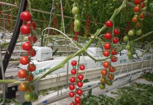 亩产高达3.7万斤 中国最大的番茄工厂化种植温室原来长这样