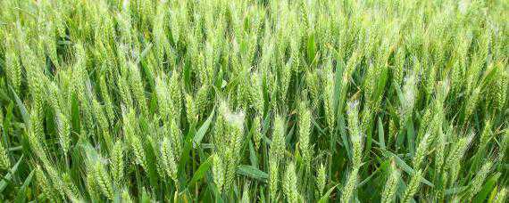 小麦测产方法和步骤